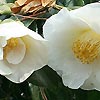 Camellia williamsii - Sea Foam