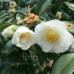 Camellia williamsii - 'Sea Foam'