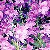 Campanula - Birch Hybrid