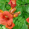 Campsis radicans - Trumpet creeper