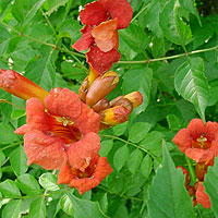 Campsis radicans (Trumpet Creeper)