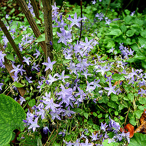 Campanula poscharskyana - Blue Waterfall (Campanula, Bellflower)