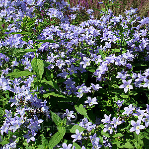 Campanula lactiflora - 'Prichard's Variety' (Campanula, Bellflower)