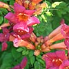 Campsis radicans - Trumpet creeper, Trumpet vine, Campsis