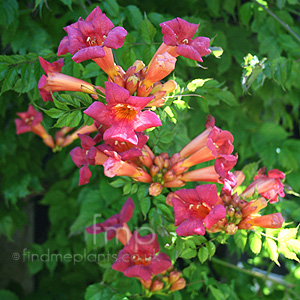 Campsis radicans (Trumpet Creeper, Trumpet Vine, Campsis)