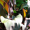 Canna - Brighton Orange - Canna Lily