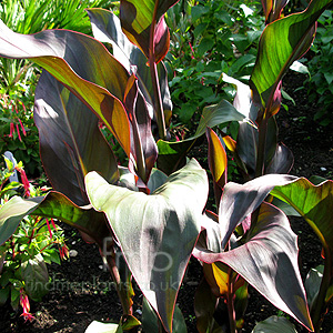 Canna - 'Brighton Orange' (Canna Lily)