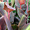 Canna - Phasion - Canna Lily