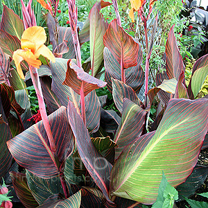 Canna - 'Phasion' (Canna Lily)