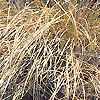 Carex flagellifera - click for full details