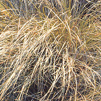 Carex flagellifera
