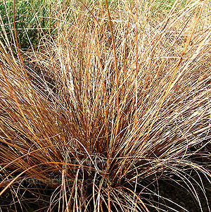 Carex - Comans-Bronze (Sedge, Carex)