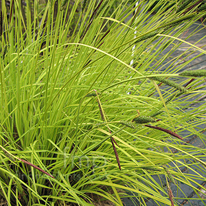 Carex elata - 'Aurea' (Bowles Golden Sedgesedge)