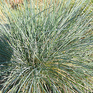 Festuca glauca - 'Elijah Blue'