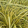 Carex oshimensis - Evergold - Golden Sedge, Carex