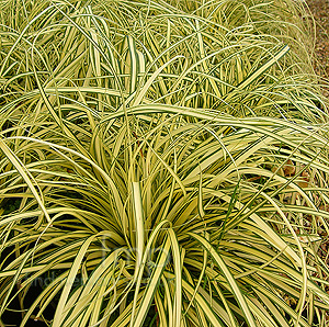 Carex oshimensis - 'Evergold' (Golden Sedge, Carex)