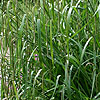 Carex pendula - Weeping sedge, Carex