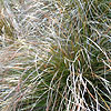 Carex testacea - Sedge, Carex