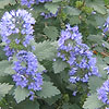 Caryopteris incana