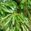 Castanea sativa