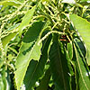 Castanea sativa