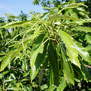 Castanea sativa