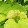 Catalpa bignonioides - Aurea - Indian Bean Tree