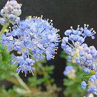 Ceanothus - 'Puget Blue' (Californian Lilac, Ceanothus)