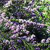 Ceanothus - Blue Jeans - Californian Lilac, Ceanothus