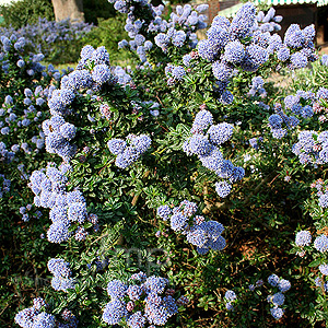 Ceanothus - 'Blue Mound' (Californian Lilac, Ceanothus)