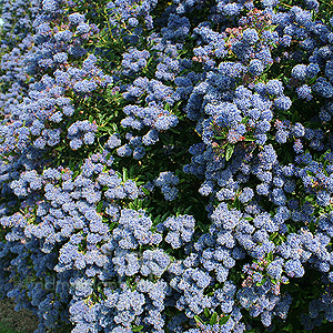 Ceanothus concha (Californian Lilac)