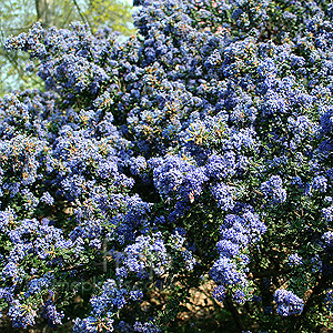 Ceanothus Darkstar (Californian Lilac)