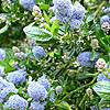 Ceanothus - Skylark - Californian Lilac, Ceanothus