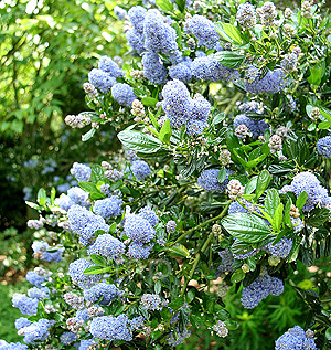 Ceanothus - 'Skylark' (Californian Lilac, Ceanothus)