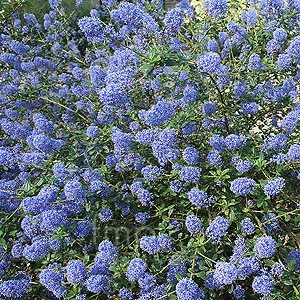 Ceanothus - 'Tilden Park' (Californian Lilac, Ceanothus)