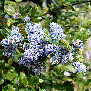 Ceanothus arboreus - 'Trewithen Blue' (Californian Lilac)