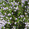 Ceanothus - Victoria - Ceanothus