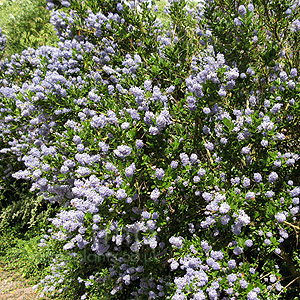 Ceanothus - 'Victoria' (Ceanothus)