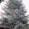 Cedrus altlantica - click for full details