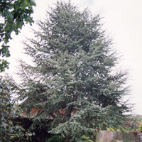 Cedrus altlantica - glauca