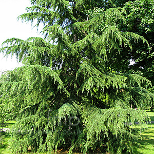 Cedrus deodara