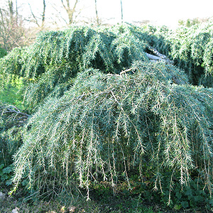 Cedrus deodara - 'Feelin Blue'