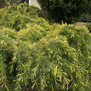 Cedrus deodara - 'Golden Horizon'