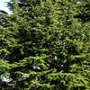 Cedrus libani