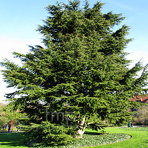 Cedrus libani