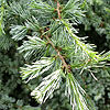 Cedrus libani - Glauca