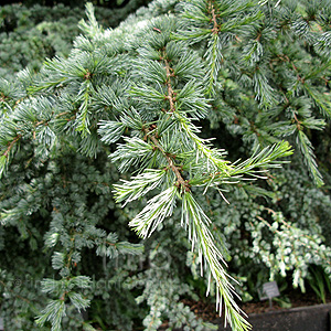 Cedrus libani - 'Glauca'