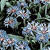 Centaurea montana - Cornflower