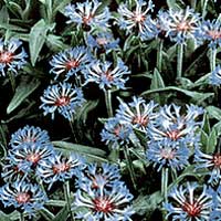 Centaurea montana (Cornflower)