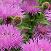 Centaurea hypoleuca - John Coutts - Cornflower, Centaurea